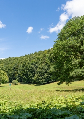 Prírodná pamiatka Borotová