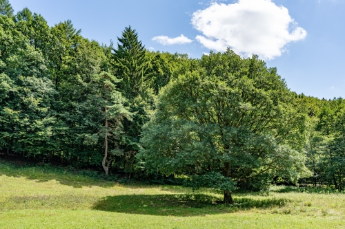 Prírodná pamiatka Borotová