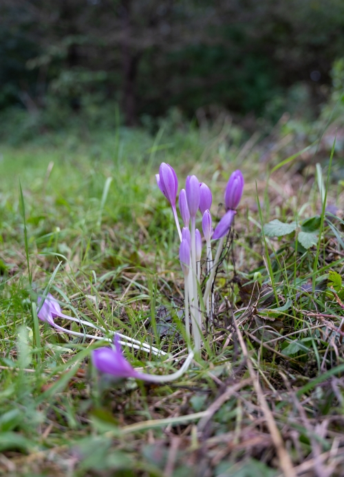 Prírodná pamiatka Šašnatá