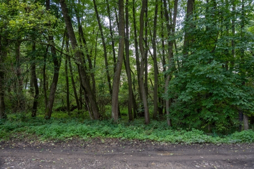 Prírodná pamiatka Šašnatá