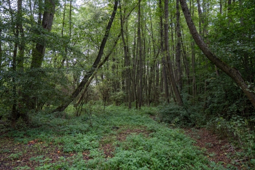 Prírodná pamiatka Šašnatá