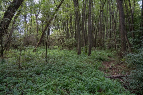 Prírodná pamiatka Šašnatá