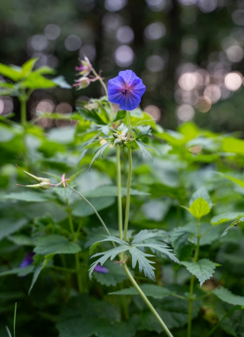 Prírodná pamiatka Šašnatá