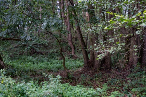 Prírodná pamiatka Šašnatá