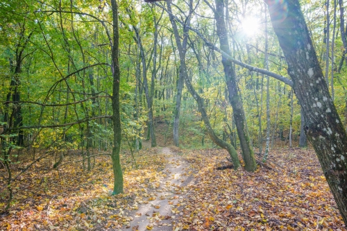 Trail Oliver, Malá štúrovka