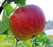 Genofondová lokalita