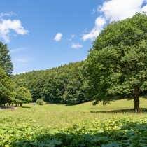 Prírodná pamiatka Borotová